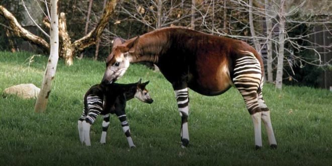 okapi