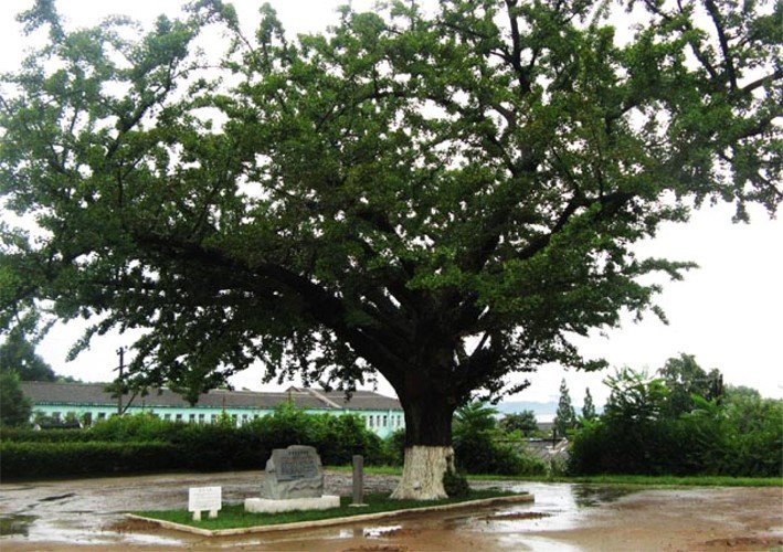 5) Le ginkgo du Mont Tonghung-san